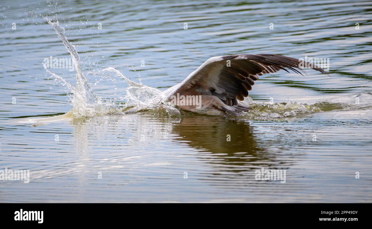 Immersioni in pellicano a prezzo spot sulla laguna al mattino Foto Stock