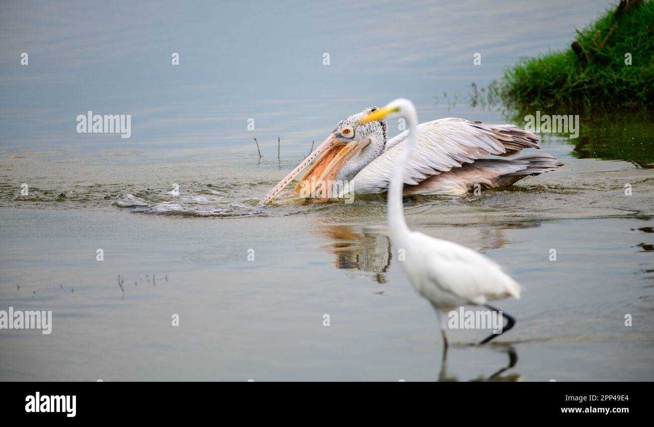 Pellicano puntiforme sulla laguna al mattino Foto Stock