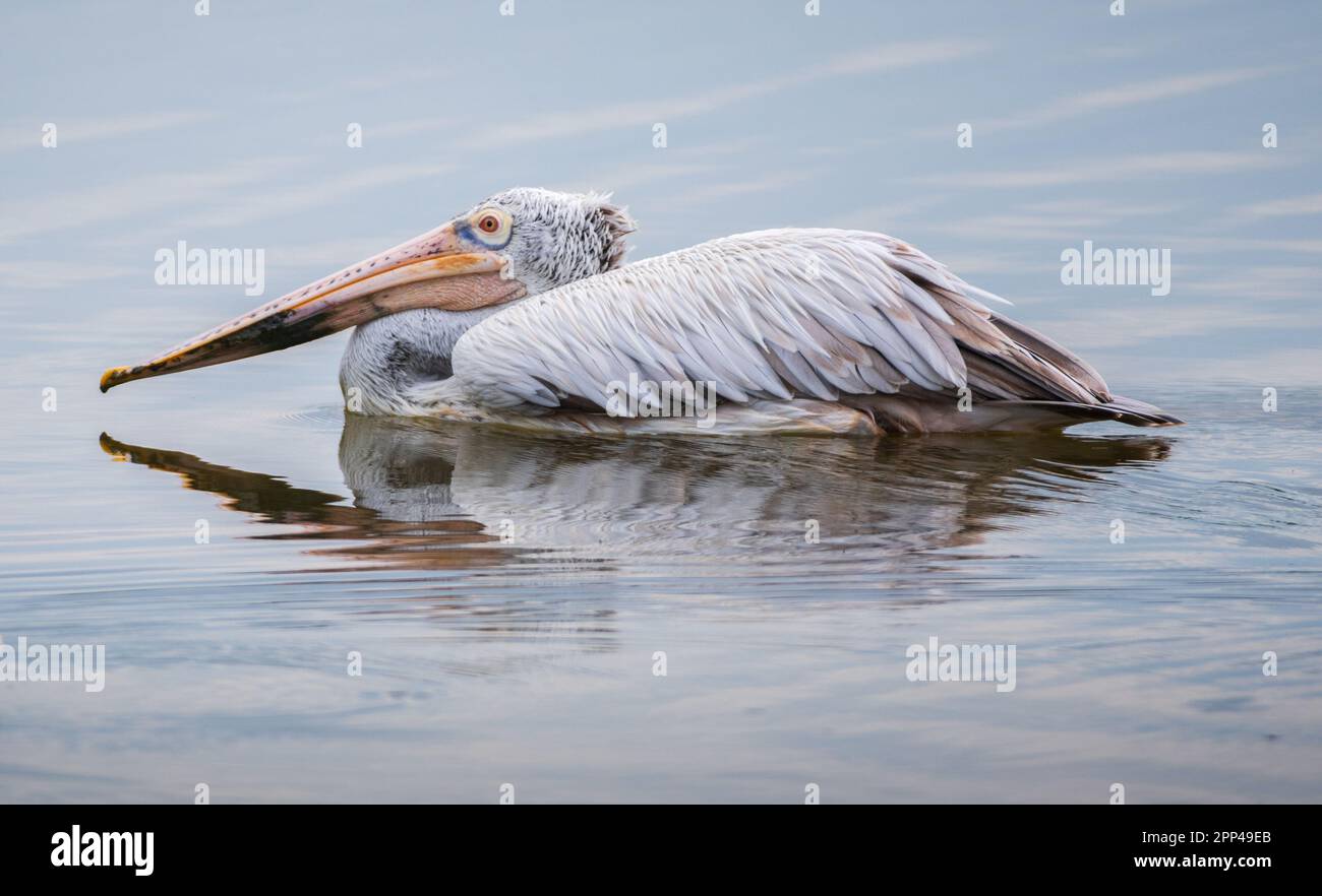 Bellissimo uccello Pelican a pelo puntato nuotare nella laguna primo piano fotografia, increspature e riflesso sulla superficie dell'acqua. Foto Stock