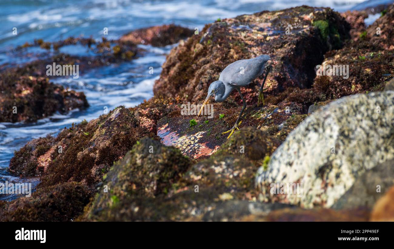 Bella Western Reef Heron pesca sulla spiaggia rocciosa, con l'obiettivo di lancia un pesce. Foto Stock