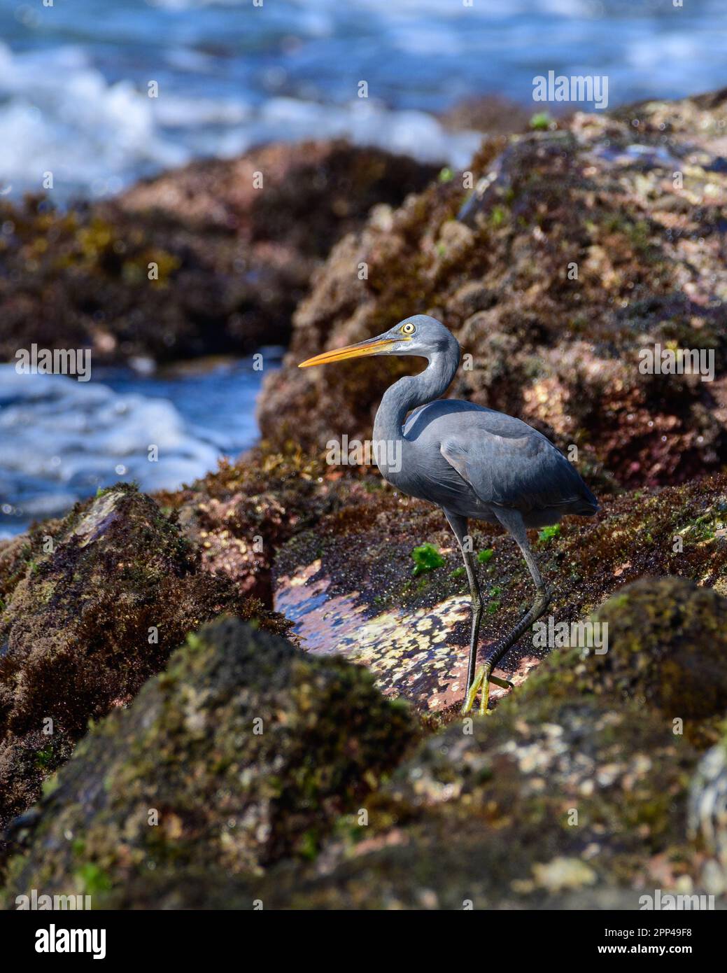 Bella fotografia di ritratto di Western Reef Heron. pesca sulla spiaggia rocciosa al mattino, Foto Stock