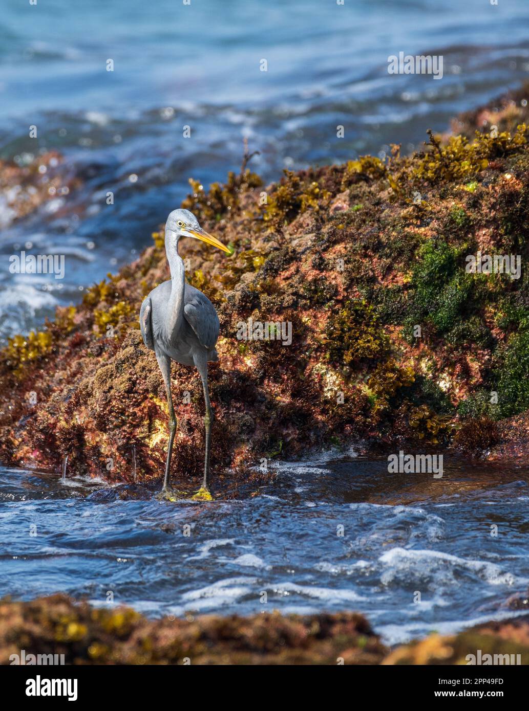 Bella Western Reef Heron uccello primo piano fotografia ritratto. pesca sulla spiaggia rocciosa al mattino, Foto Stock