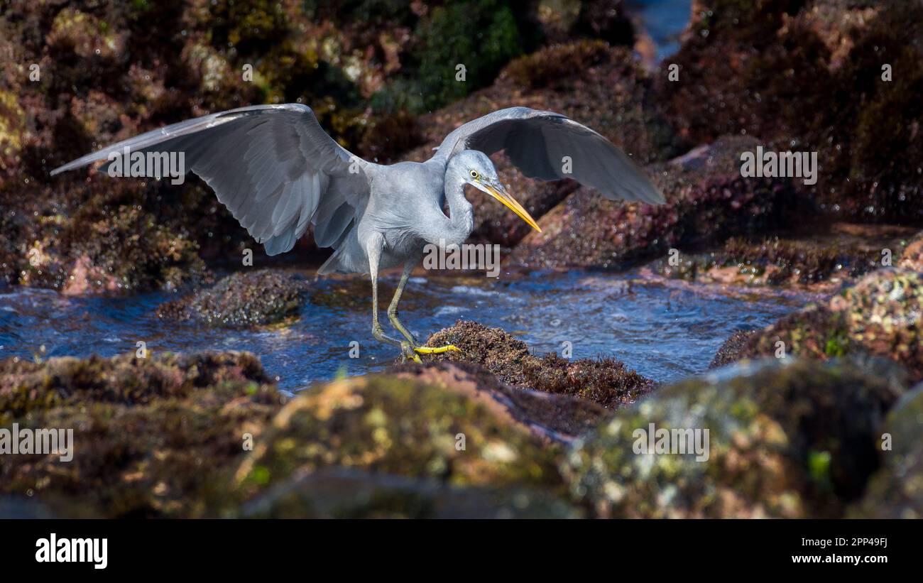 Western Reef Heron saltando tra le rocce, mostrando la sua apertura alare. Foto Stock