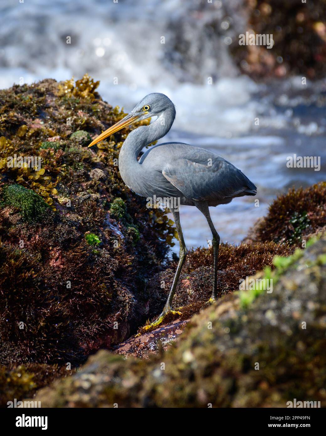 Bella fotografia di ritratto di Western Reef Heron. pesca sulla spiaggia rocciosa al mattino, Foto Stock