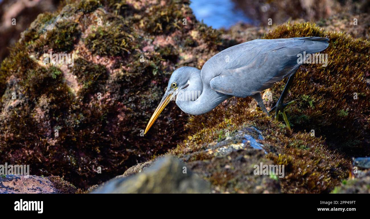 Il bellissimo Heron della barriera corallina occidentale mira a un pesce. La mattina, sulla spiaggia di Midigama, si forgia tra le rocce della barriera corallina. Foto Stock