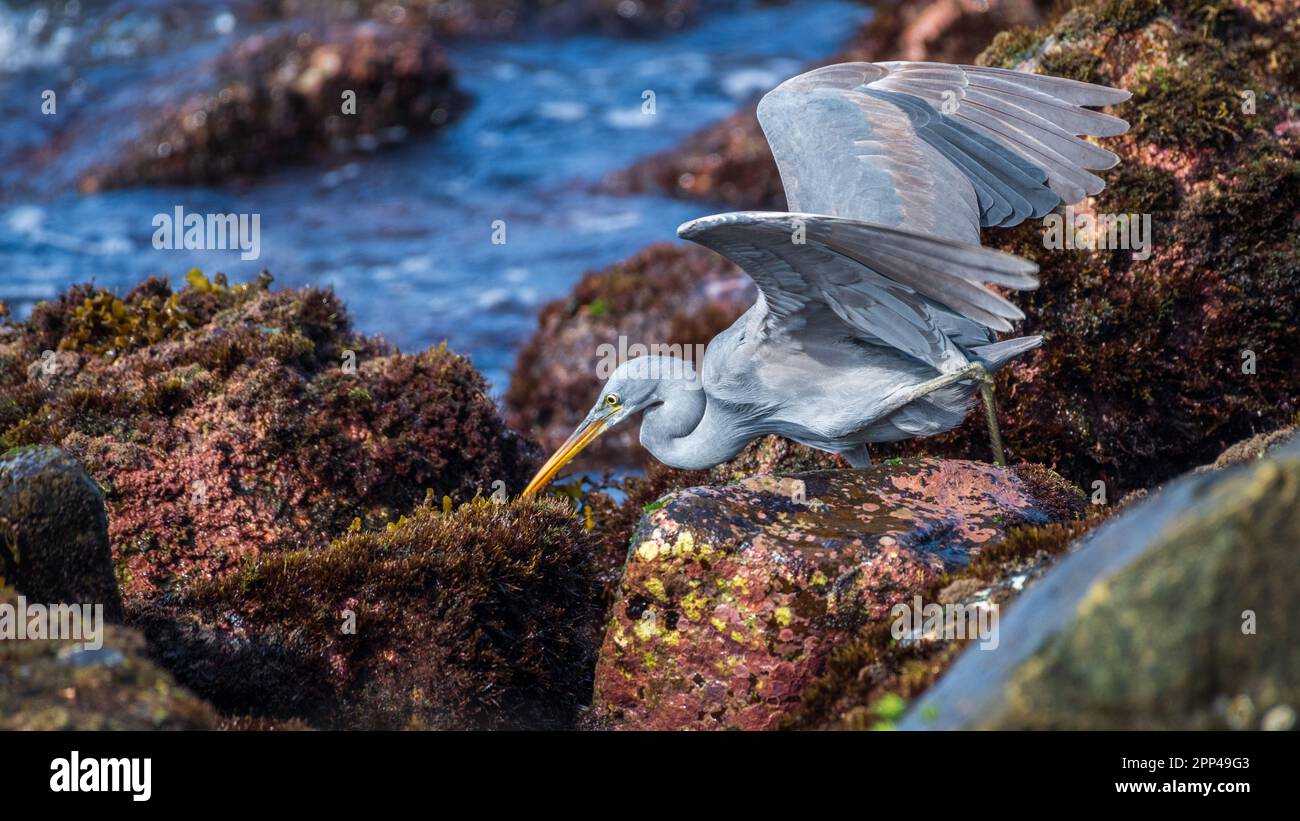 Affamato Western Reef Heron spearare un pesce nel primo piano della barriera corallina. Foto Stock