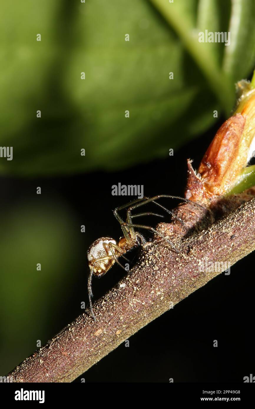 Primo piano di un Linyphia triangularis Spider su un Twig Foto Stock