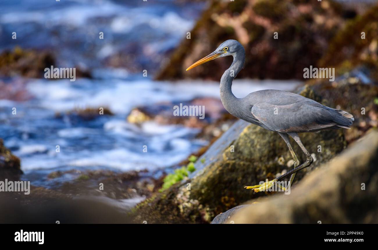 Western Reef Heron foraging nelle barriere coralline di Midigama spiaggia rocciosa al mattino. Piedi gialli e un becco appuntiti e piume grigie. Foto Stock