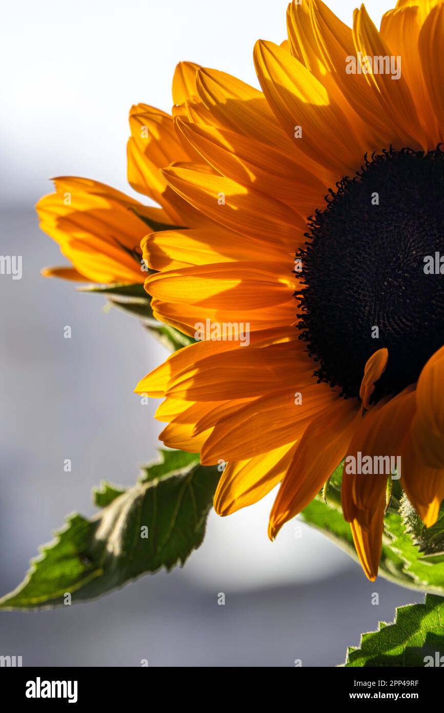 Teste di girasole coltivate primo piano. Messa a fuoco selettiva Foto Stock