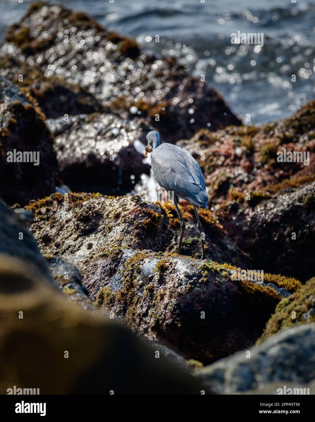 Western Reef Heron con una cattura, pesce avvolto intorno al suo becco appuntito, foto da dietro l'uccello. Foto Stock