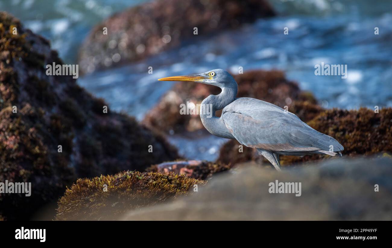 Il bellissimo Western Reef Heron si affaccia sulla spiaggia rocciosa di Midigama. Foraggio tra le rocce del reef. Foto Stock