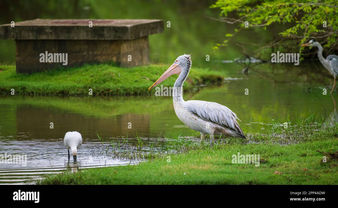 Pellicano a macchia d'aria che aspetta tranquillamente sulla riva dell'erba la mattina presso la laguna di Bundala. Foto Stock
