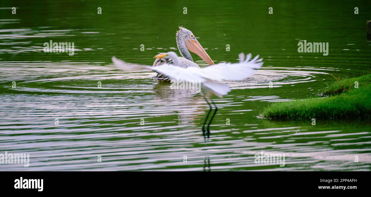 Il pellicano a macchia di pesce nuota tranquillamente sulla laguna al mattino mentre l'airone bianco vola davanti alla foto. Foto Stock