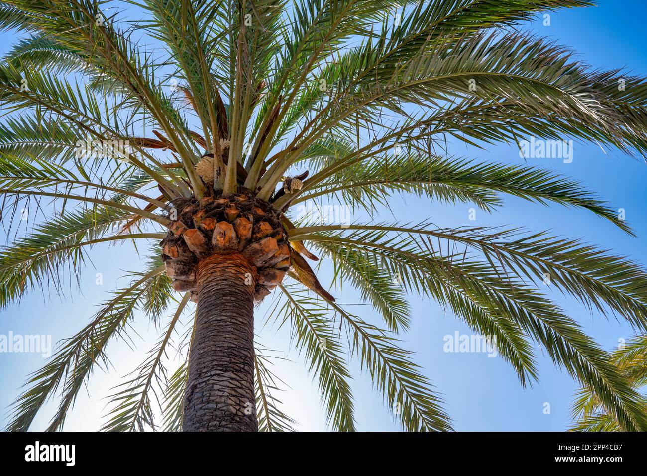 Una bella palma retroilluminata con cielo blu sullo sfondo. Foto Stock