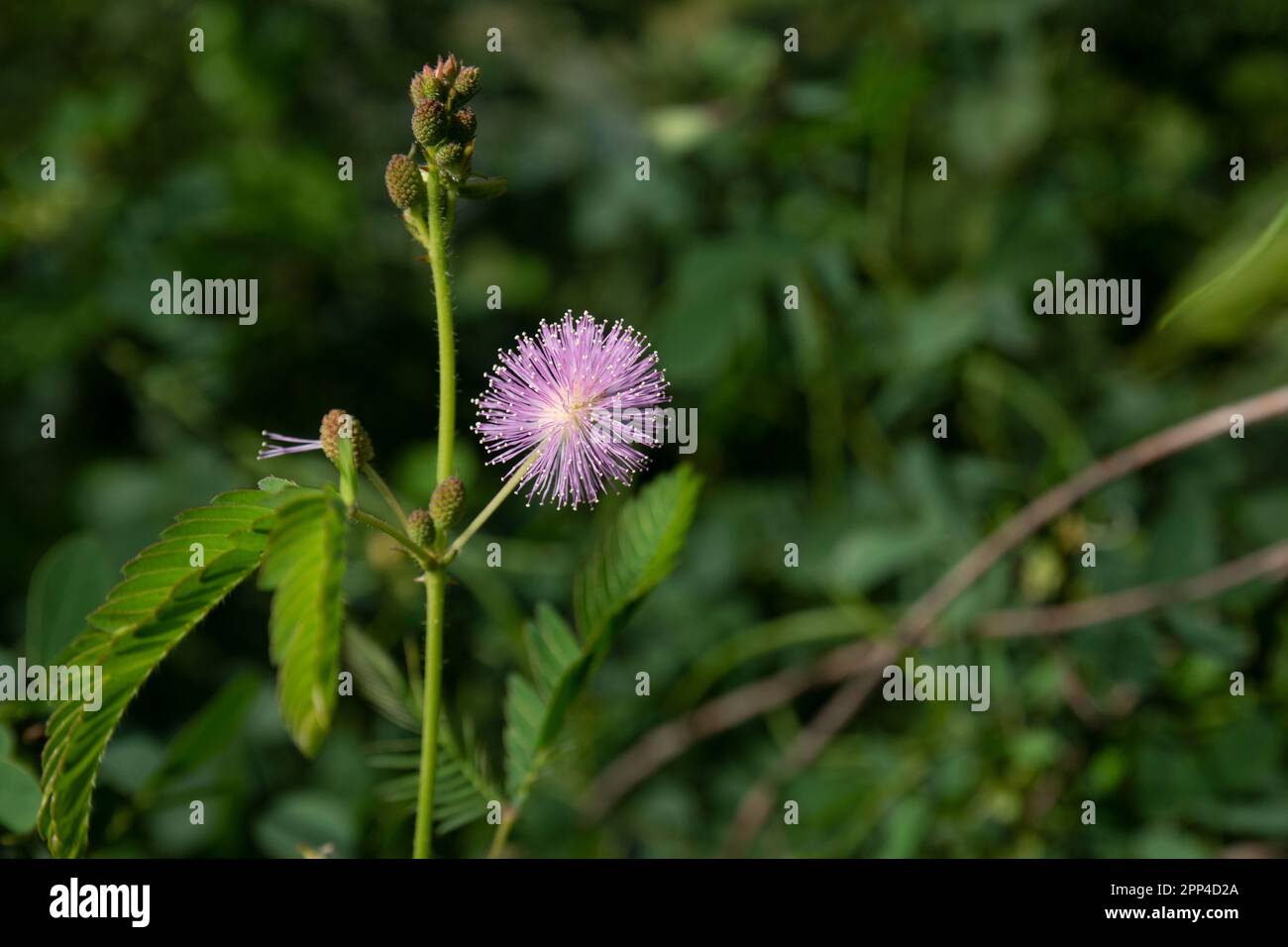 Fiore pupale rosa di lojjaboti o Touch me non pianta o Mimosa pudica è una pianta di fioritura annuale o perenne strisciante. Pianta sensibile, pianta di vergogna, Foto Stock