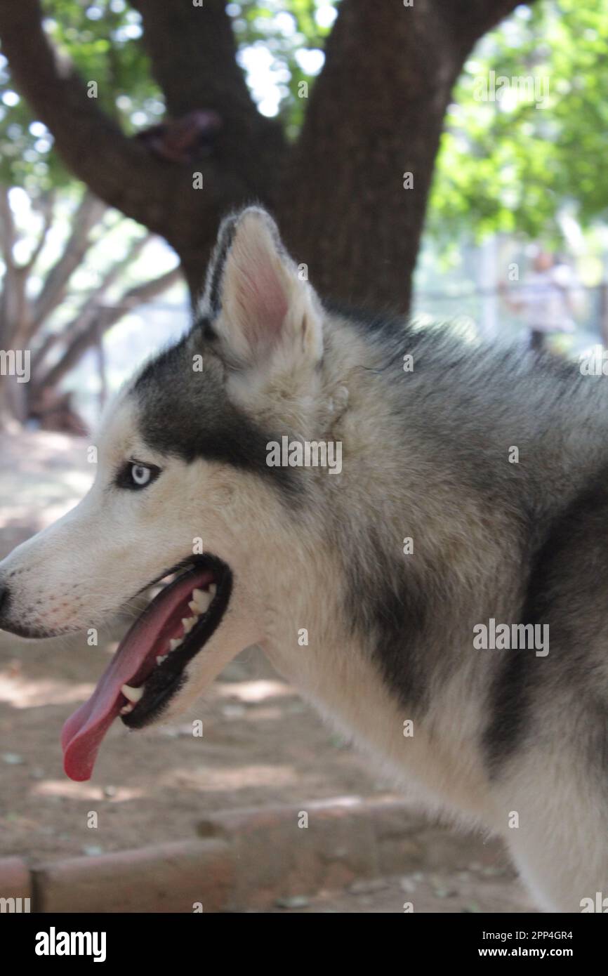 Husky siberiano in petpark senza foto del proprietario Foto Stock
