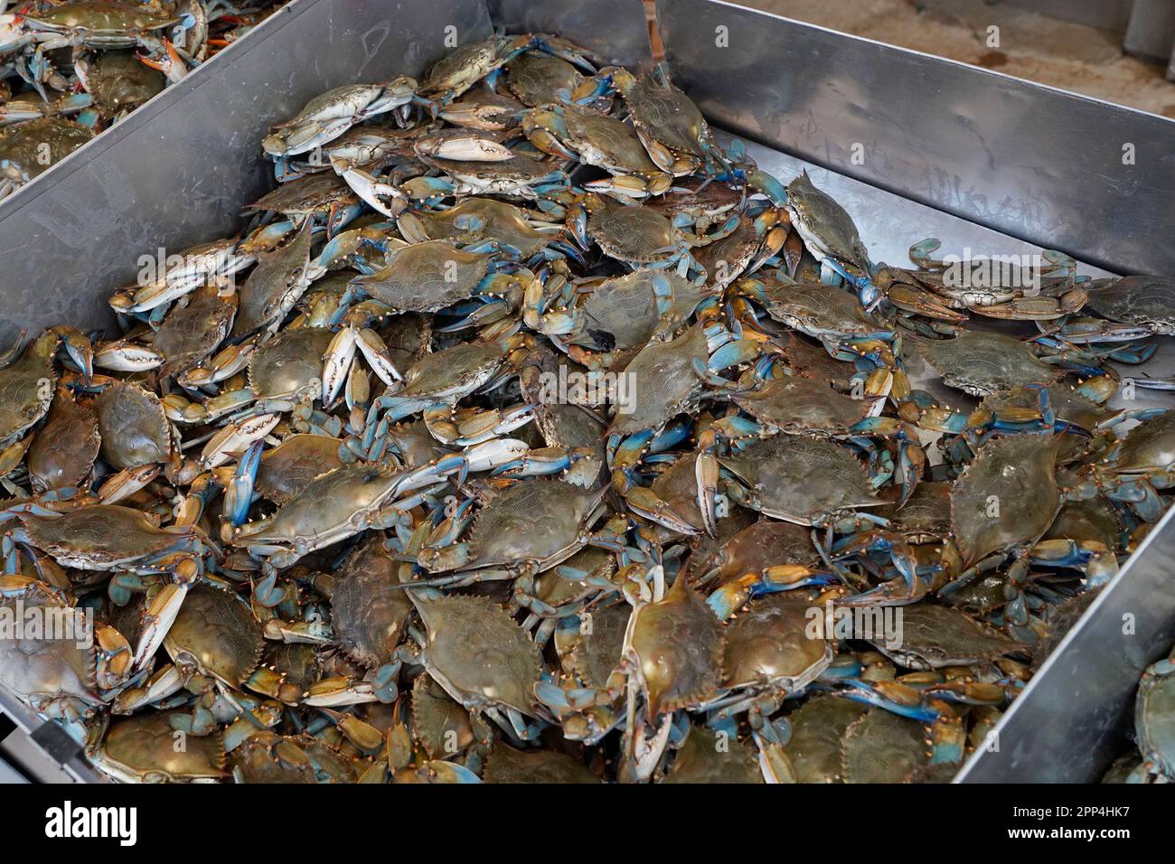 Granchio fresco vivo in un mercato di pesce a Washington, DC particolare di Foto Stock