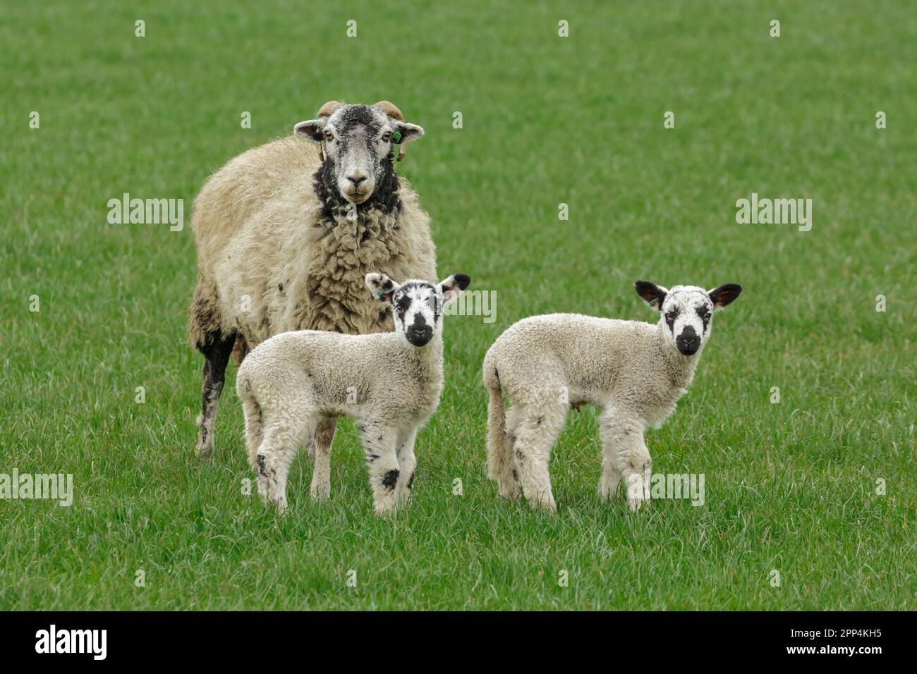 Pecora Swaledale o pecora femminile inSpringtime, rivolta in avanti in prato verde con i suoi due giovani agnelli Swaledale mulo. North Yorkshire, Regno Unito. Spazio di copia. Foto Stock