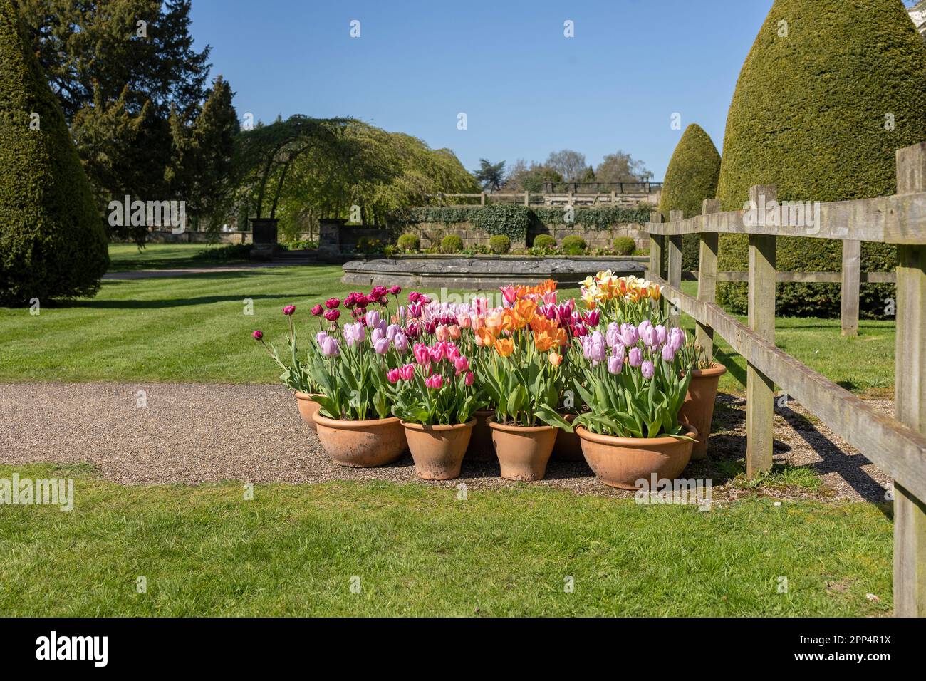 Giardino in vaso Primavera Pasqua tulipani, pentole in terracotta, una ribellione di colore Foto Stock
