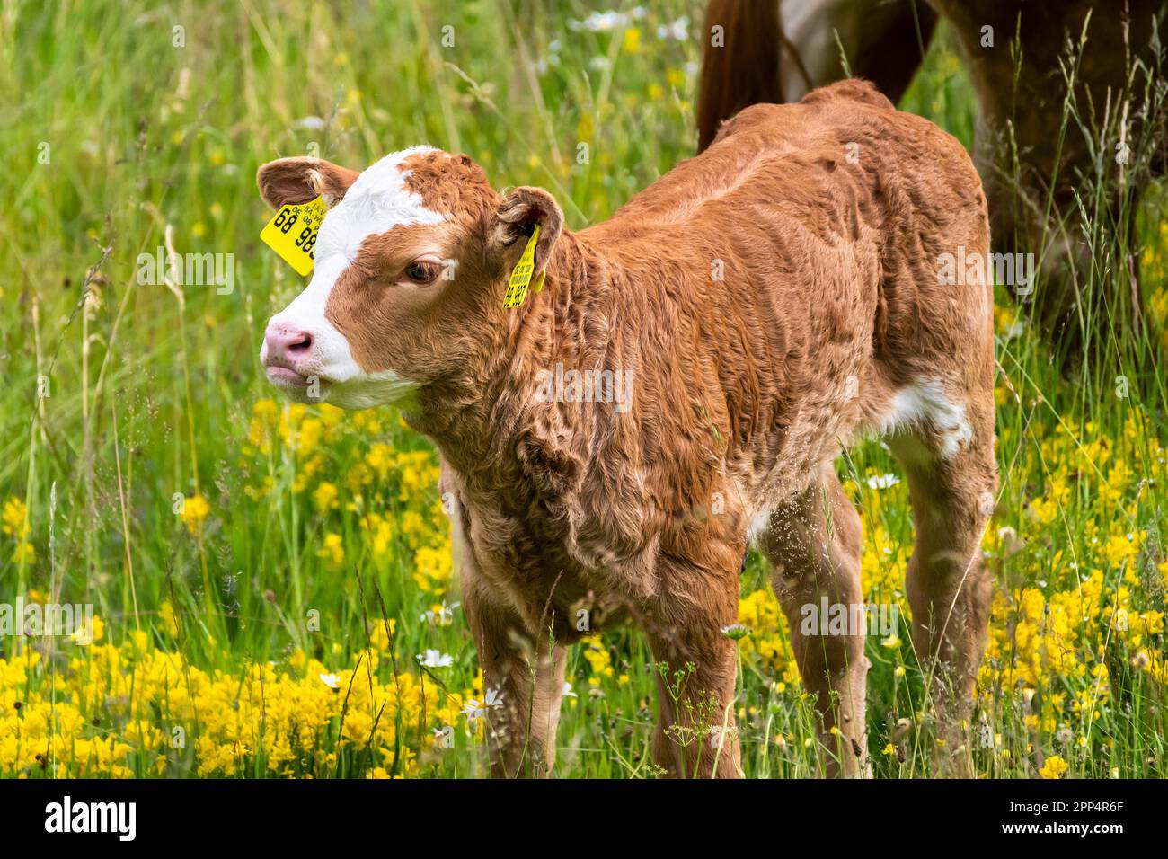 Un giovane vitello carino in piedi in un prato fiorito, è madre dietro di esso. Foresta Nera, Germania. Foto Stock