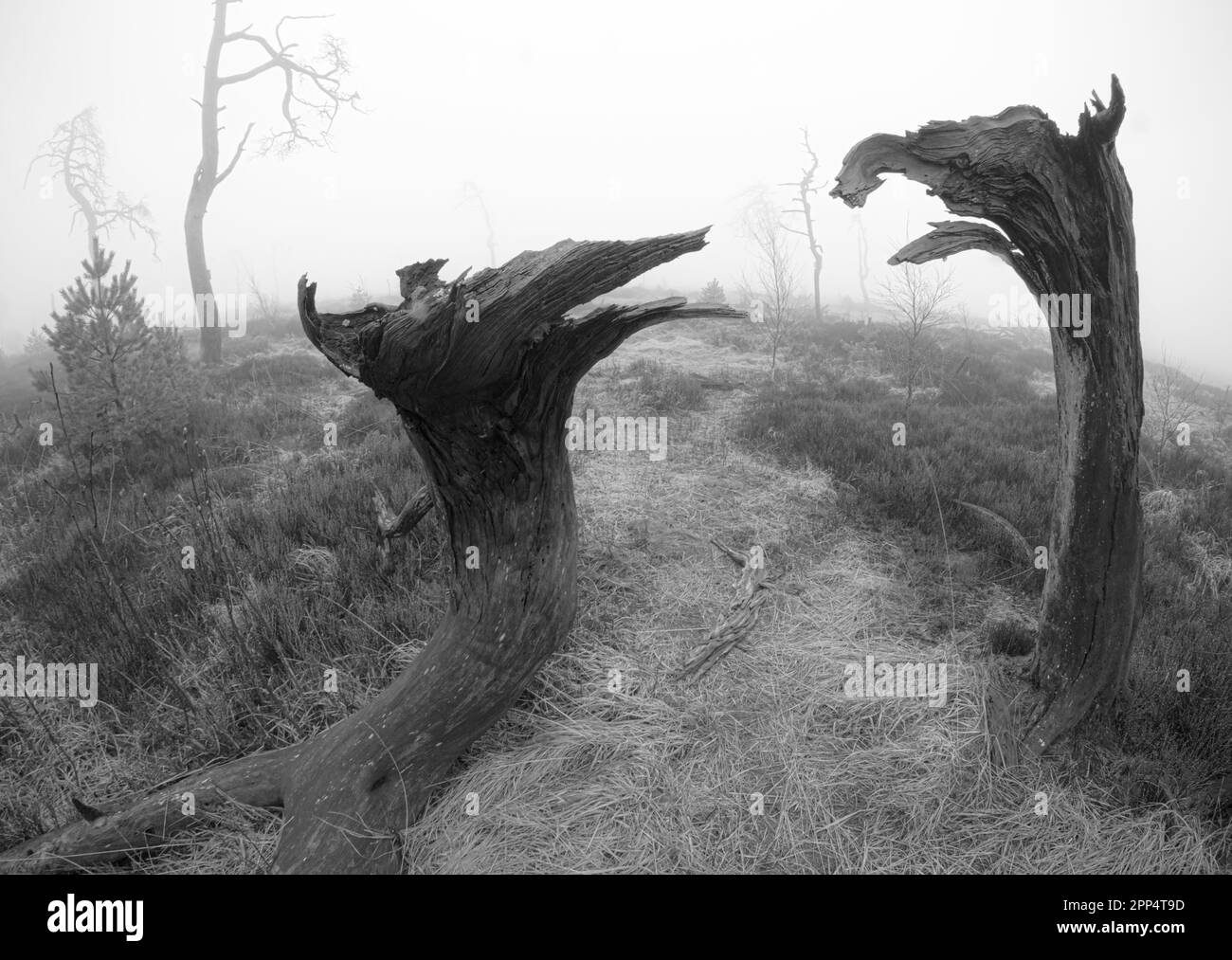 Noir Flohay, parco naturale di High Fens, Belgio in nebbia Foto Stock