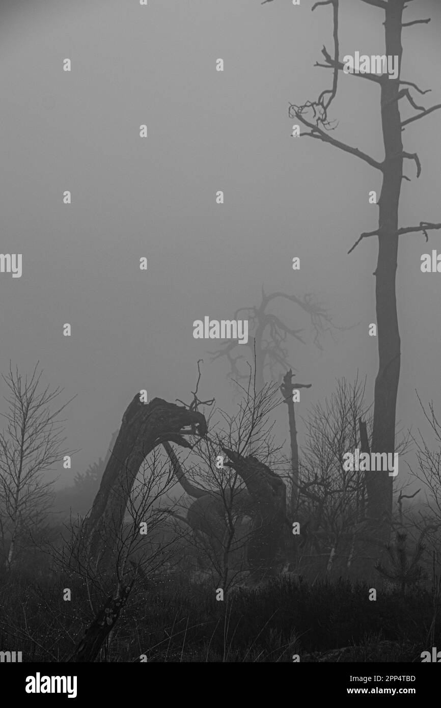 Noir Flohay, parco naturale di High Fens, Belgio in nebbia Foto Stock