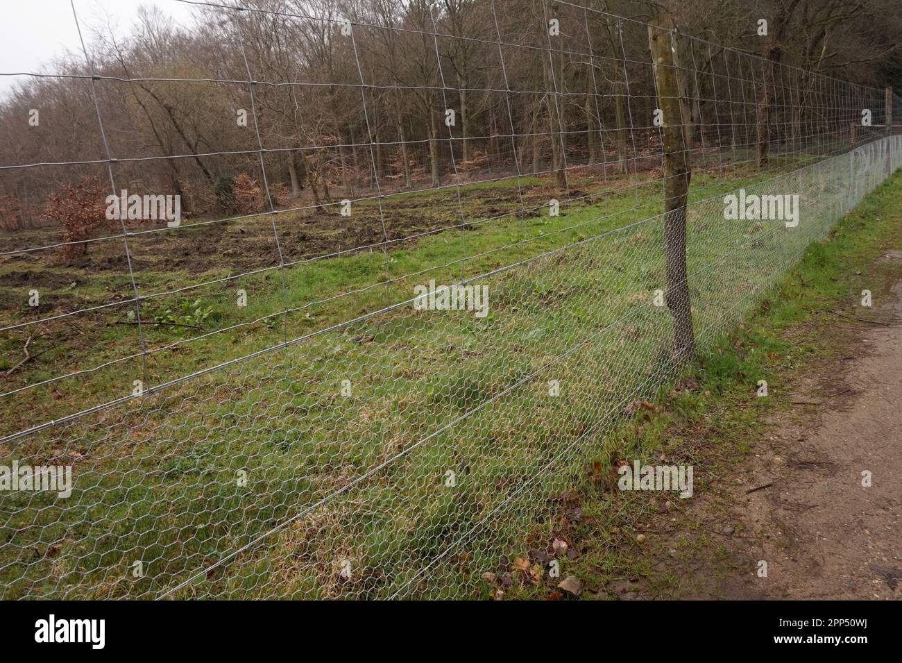 Una recinzione a prova di coniglio e cervo intorno ad alcuni alberi appena piantati nella Foresta di Thetford, Norfolk, Regno Unito Foto Stock