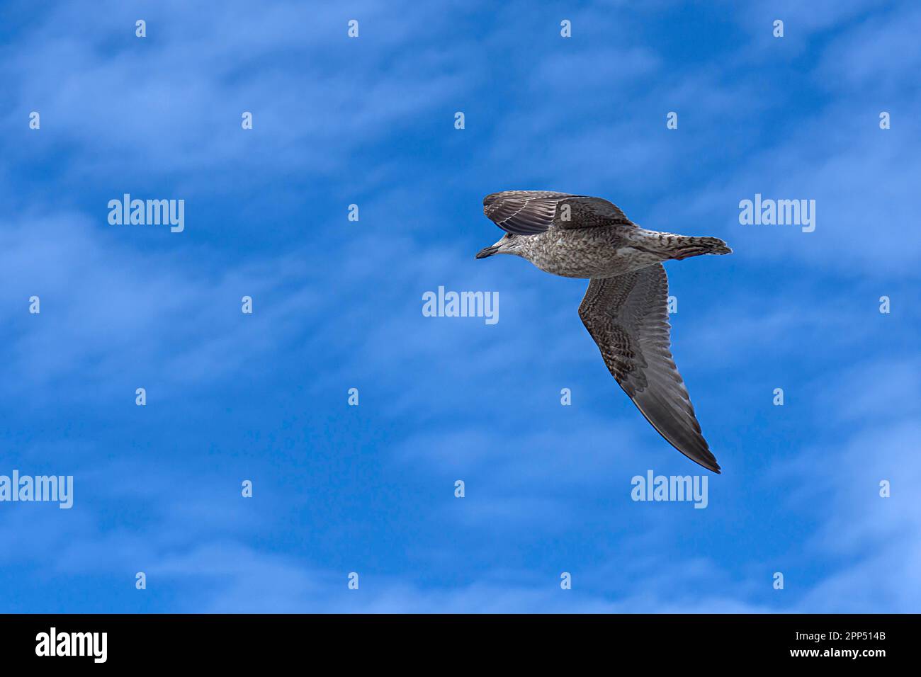 Gabbiano volante a zampe gialle (Larus michahellis), nel cielo nuvoloso, Darss, Meclemburgo-Pomerania occidentale, Germania Foto Stock