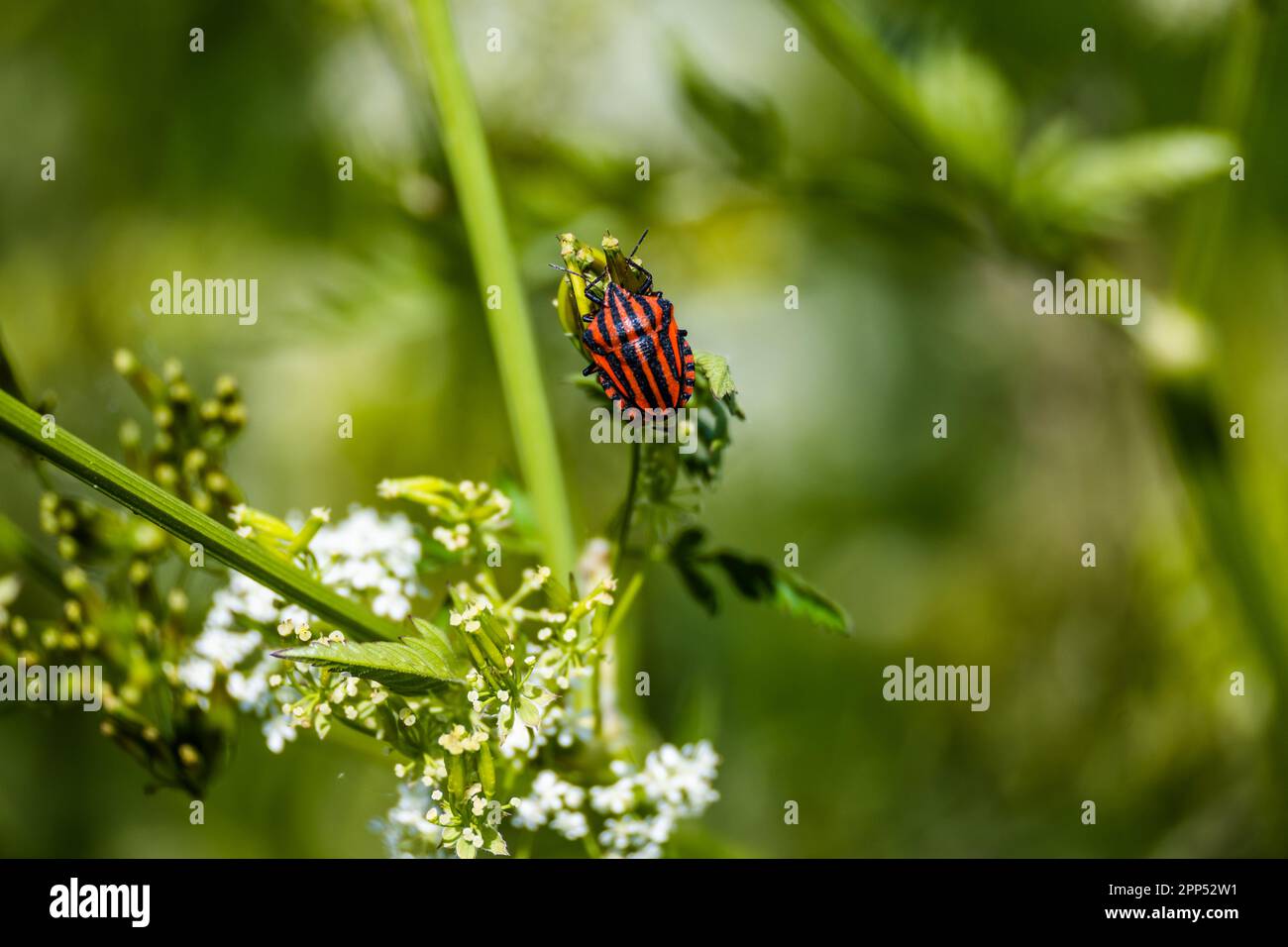 Coleottero rosso a righe nere Grafosoma lineatum su prato verde. Foto Stock