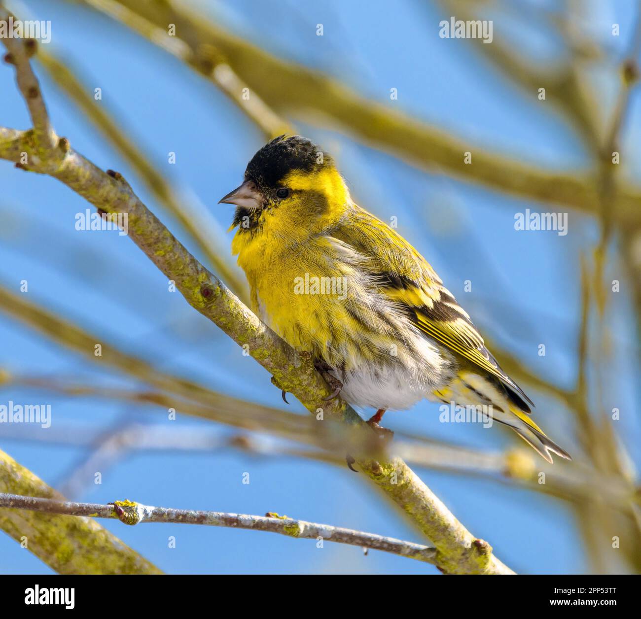 Maschio nero-guidato cardellino seduto su un ramoscello Foto Stock