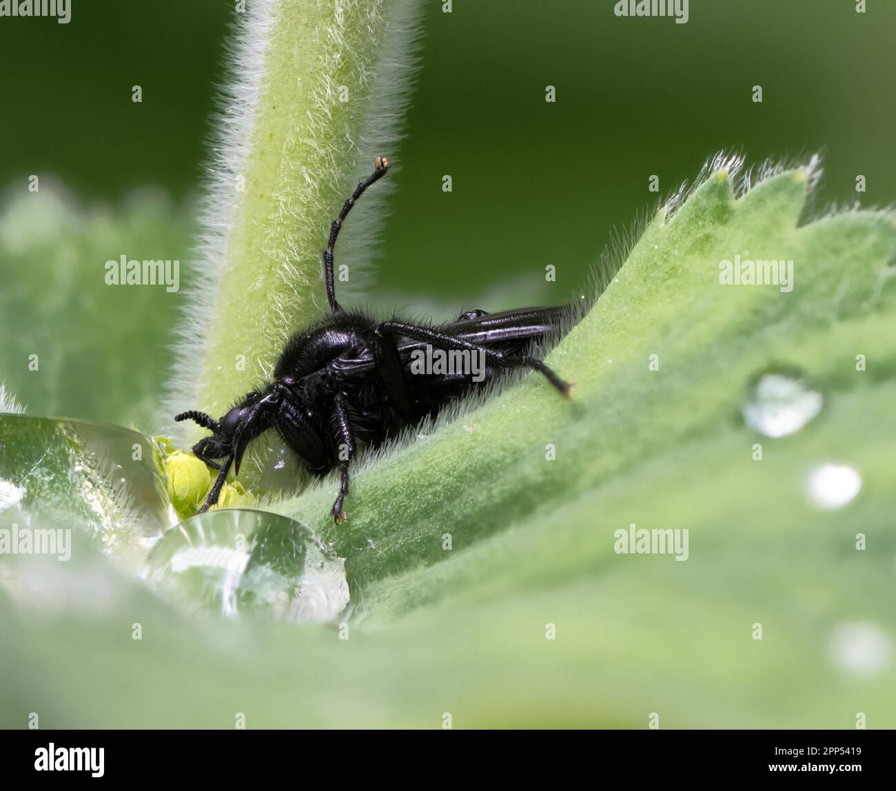 Macro di una volata di marcia nera (Bibio marci) su una foglia verde Foto Stock