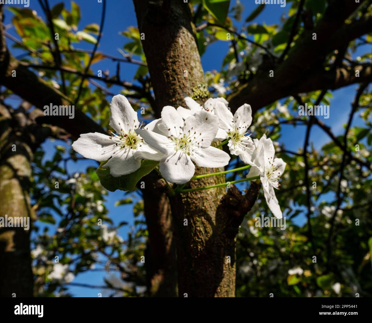 Fiore il nashi Pear Tree (Pyrus pyrifolia kumoi) in primavera Foto Stock