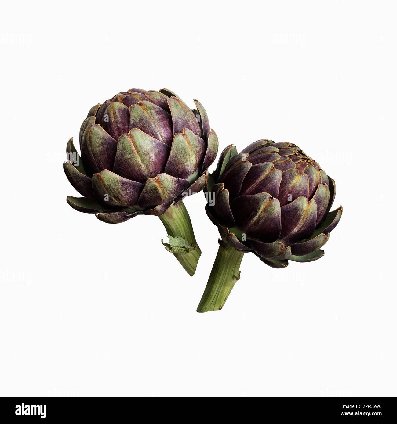 Carciofo fresco violetto vegetale ritaglio primo piano, cibo crudo dieta biologica concetto, clipping path Foto Stock