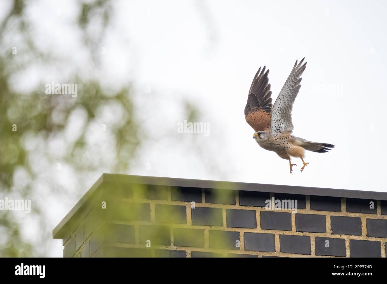 Gheppio comune (Falco tinnunculus), maschio, decollo da un camino, Assia, Germania Foto Stock