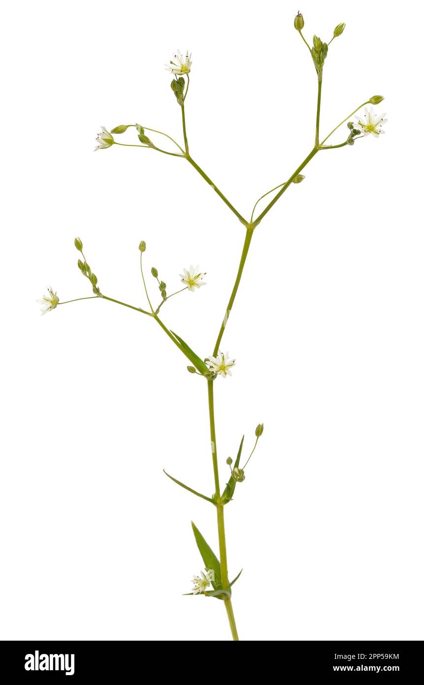 Stellaria graminea, comune fiore stellare isolato su sfondo bianco Foto Stock