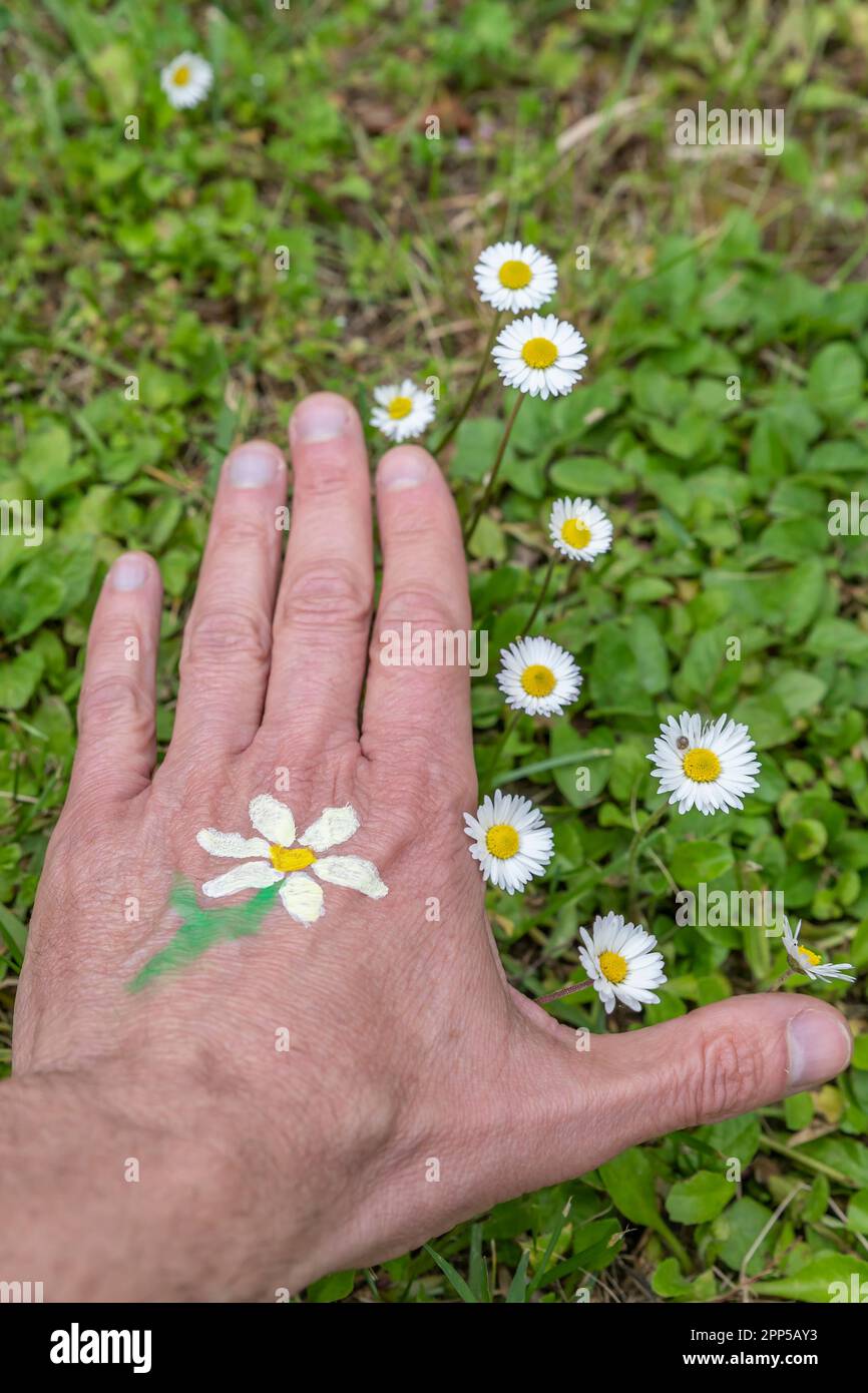 Una mano con una margherita disegnata sul dorso appoggiata sull'erba con vere margherite Foto Stock