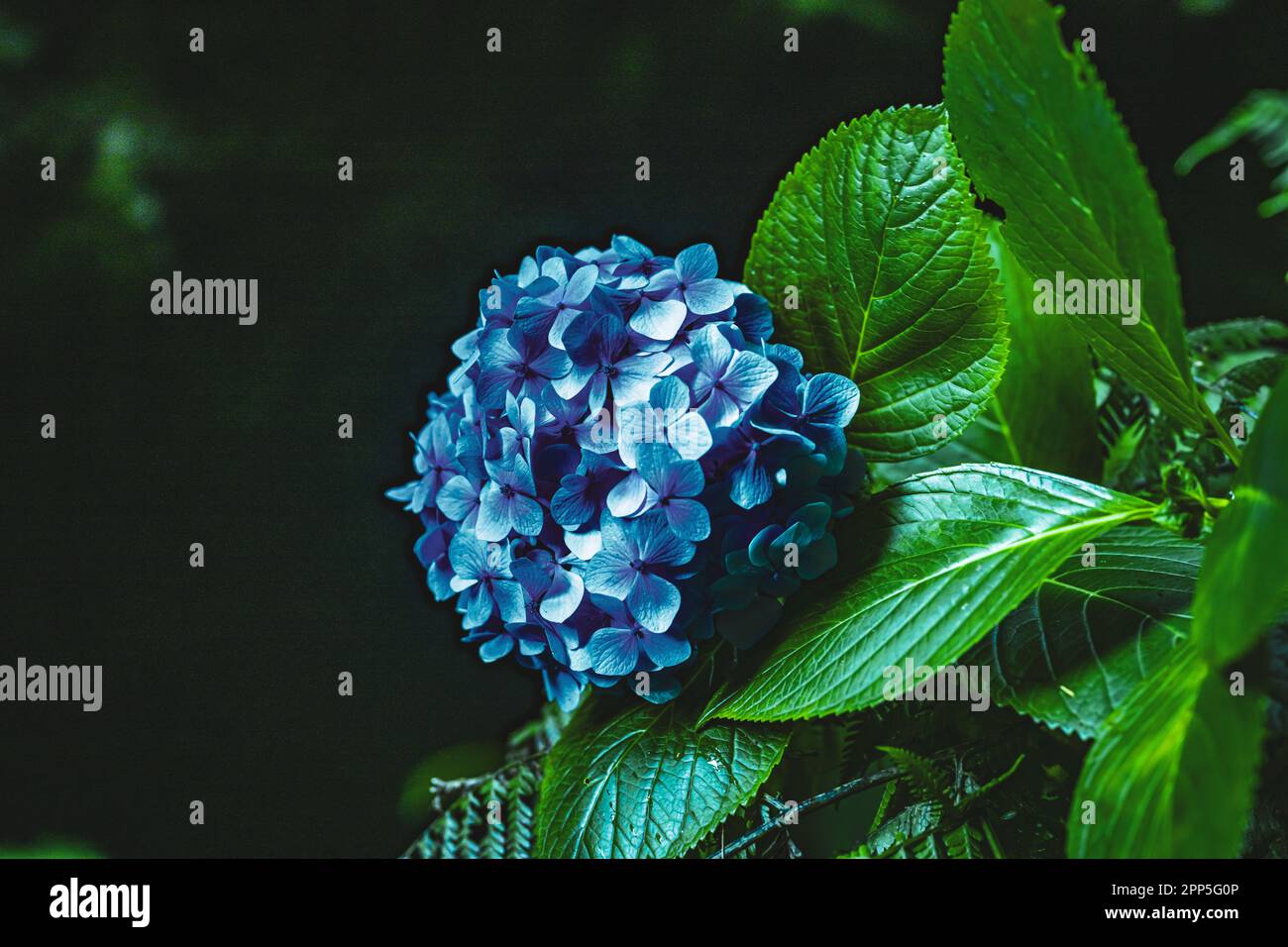 Descrizione: Splendidi fiori blu fotografati in un pittoresco burrone nella foresta pluviale di Madeira. Levada di Caldeirão Verde, Isola di Madeira, P. Foto Stock