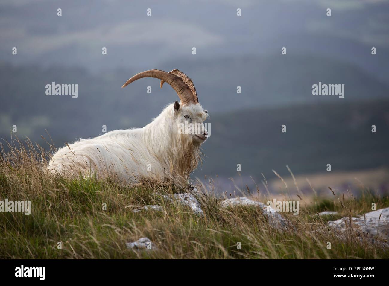 Ritratto di capra capra capra di Kashmiri maschio adulto, Capra Markhor, con enormi corna di cavatappi a spirale che si trovano in basso vicino alla cima della Grande Orme nel Galles del Nord Foto Stock
