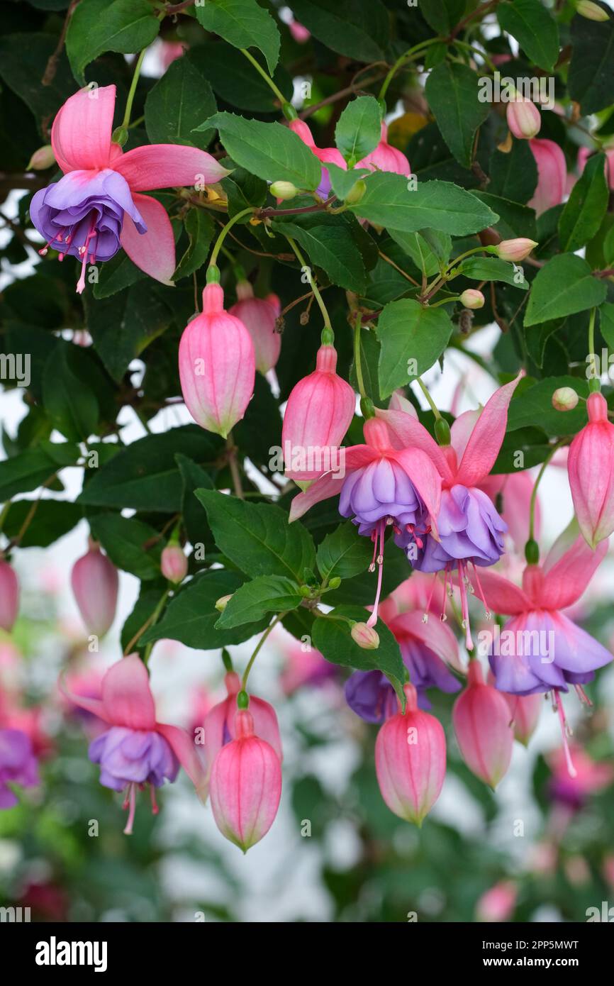 Fucsia Madeleine Sweeney, verde scuro fogliame, rosa scuro doppio e fiori rosa magenta, viola pallido corollas Foto Stock