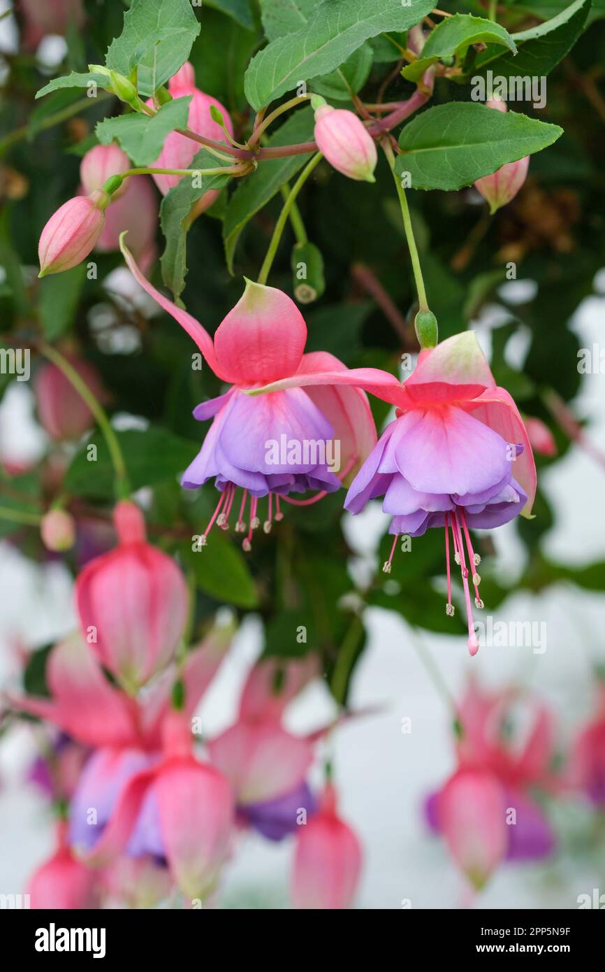 Fucsia Madeleine Sweeney, verde scuro fogliame, rosa scuro doppio e fiori rosa magenta, viola pallido corollas Foto Stock