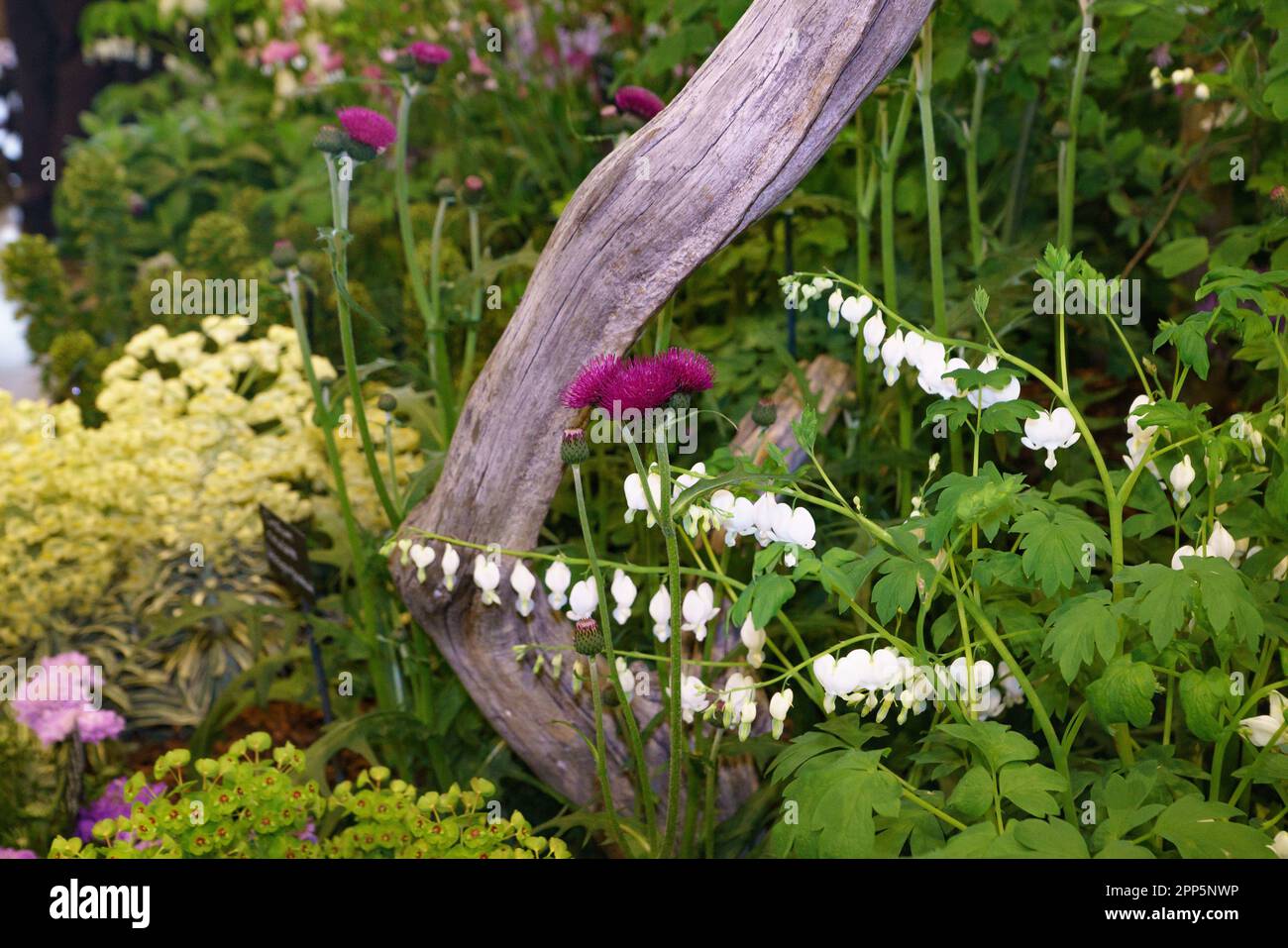 Harrogate, North Yorkshire, Regno Unito. 22nd Apr 2022. Harrogate Spring Flower Show è il primo grande evento del calendario del giardinaggio britannico e ospita la più grande mostra britannica di floricoltura e organizzazione dei fiori. Un evento di quattro giorni che accoglie migliaia di visitatori ogni anno, nonostante il tempo. Bridget Catterall AlamyLiveNews Foto Stock