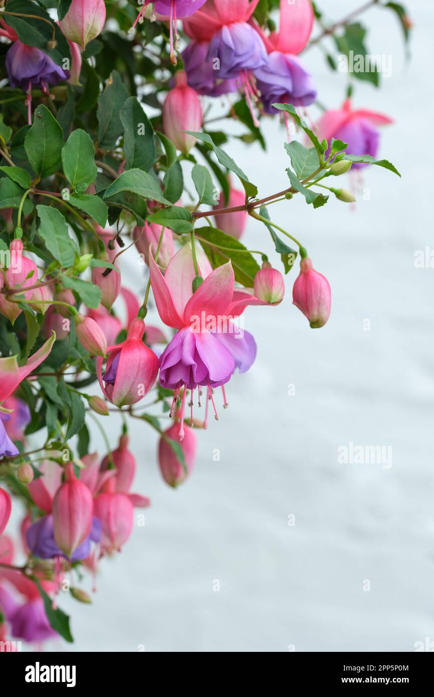 Fucsia Madeleine Sweeney, verde scuro fogliame, rosa scuro doppio e fiori rosa magenta, viola pallido corollas Foto Stock