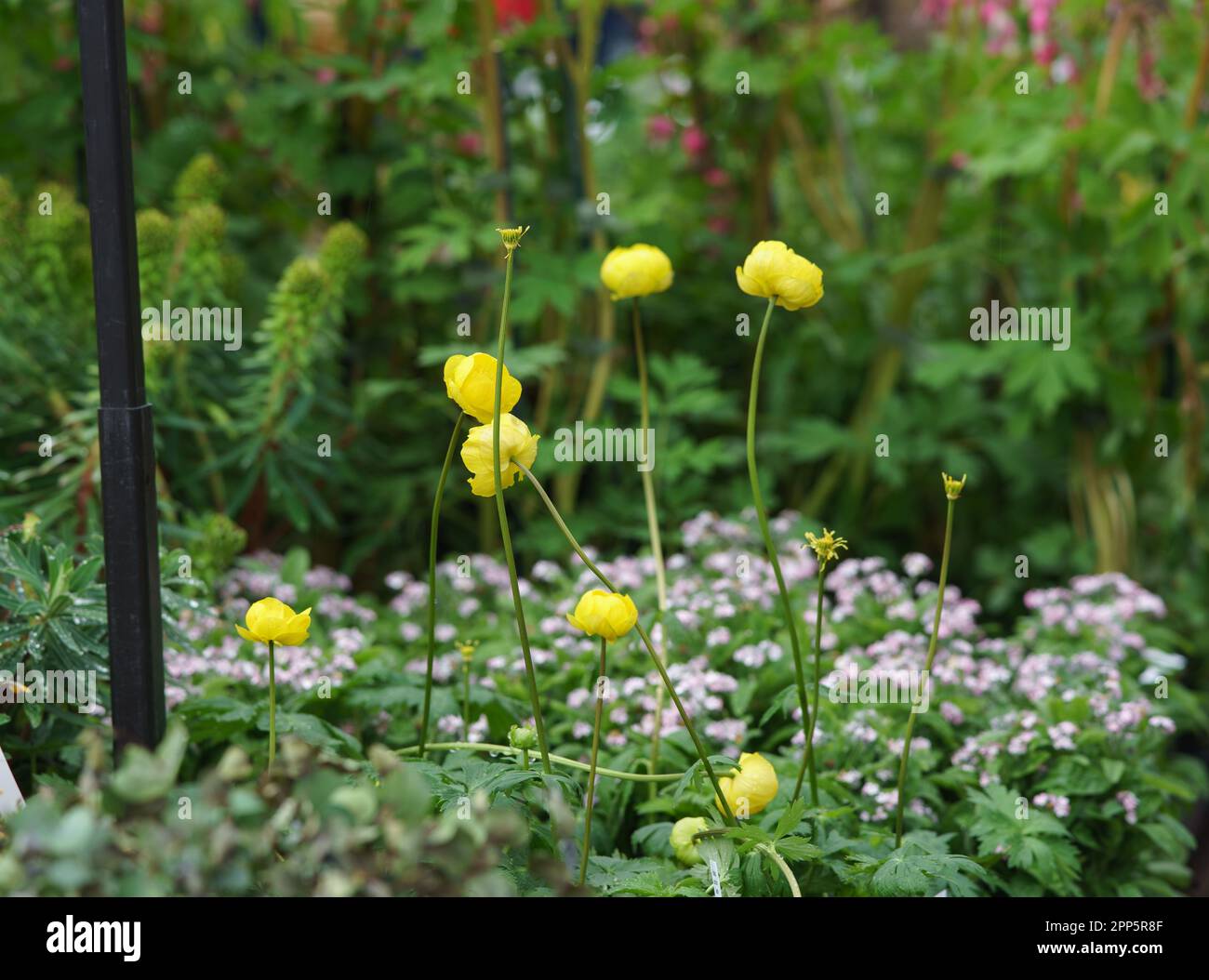 Harrogate, North Yorkshire, Regno Unito. 22nd Apr 2022. Harrogate Spring Flower Show è il primo grande evento del calendario del giardinaggio britannico e ospita la più grande mostra britannica di floricoltura e organizzazione dei fiori. Un evento di quattro giorni che accoglie migliaia di visitatori ogni anno, nonostante il tempo. Bridget Catterall AlamyLiveNews Foto Stock