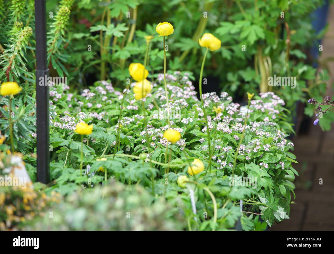 Harrogate, North Yorkshire, Regno Unito. 22nd Apr 2022. Harrogate Spring Flower Show è il primo grande evento del calendario del giardinaggio britannico e ospita la più grande mostra britannica di floricoltura e organizzazione dei fiori. Un evento di quattro giorni che accoglie migliaia di visitatori ogni anno, nonostante il tempo. Bridget Catterall AlamyLiveNews Foto Stock