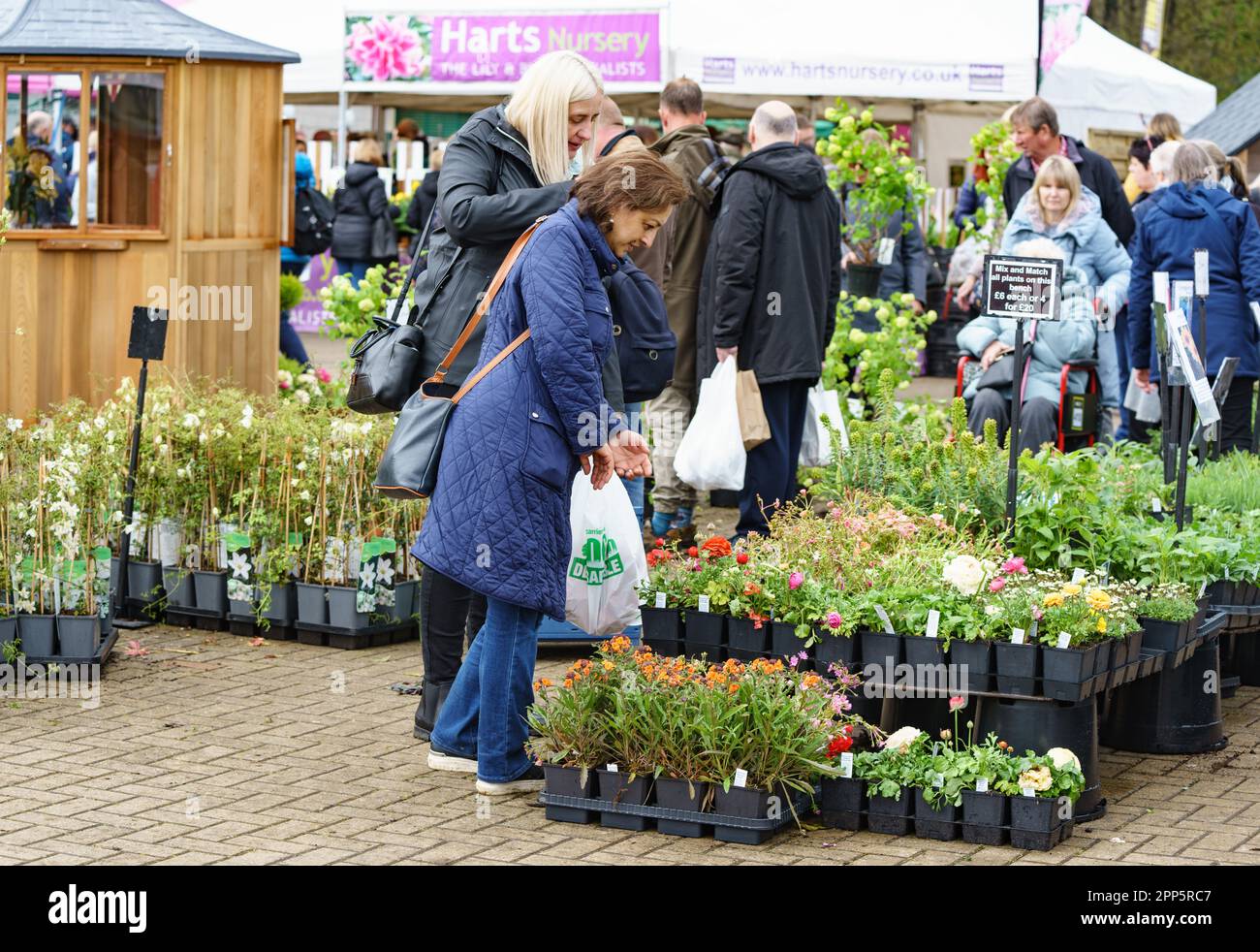 Harrogate, North Yorkshire, Regno Unito. 22nd Apr 2022. Harrogate Spring Flower Show è il primo grande evento del calendario del giardinaggio britannico e ospita la più grande mostra britannica di floricoltura e organizzazione dei fiori. Un evento di quattro giorni che accoglie migliaia di visitatori ogni anno, nonostante il tempo. Bridget Catterall AlamyLiveNews Foto Stock