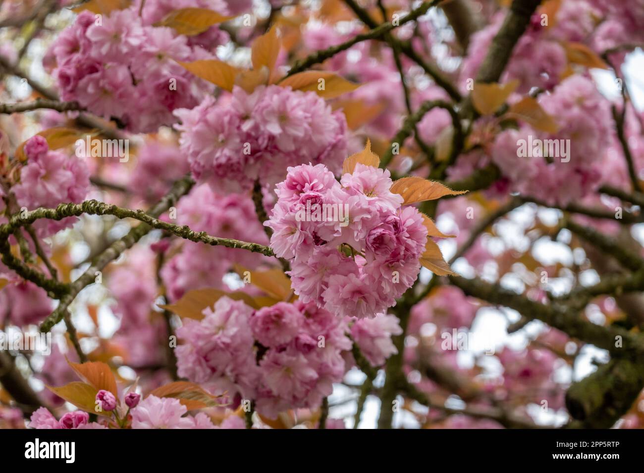 Ciliegio giapponese, Prunus serrulata, fiori rosa su albero in primavera, Paesi Bassi Foto Stock