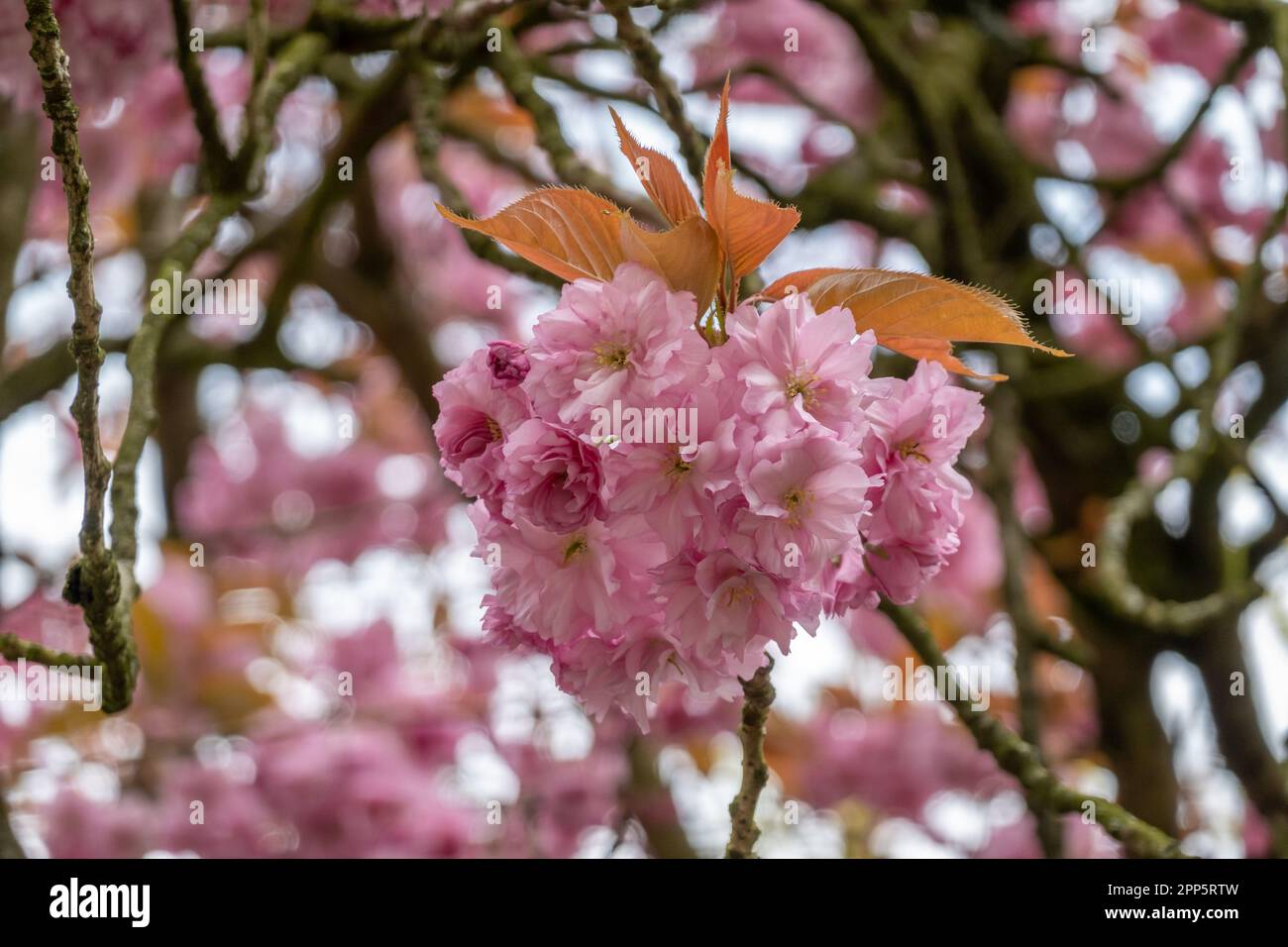 Ciliegio giapponese, Prunus serrulata, fiori rosa su albero in primavera, Paesi Bassi Foto Stock
