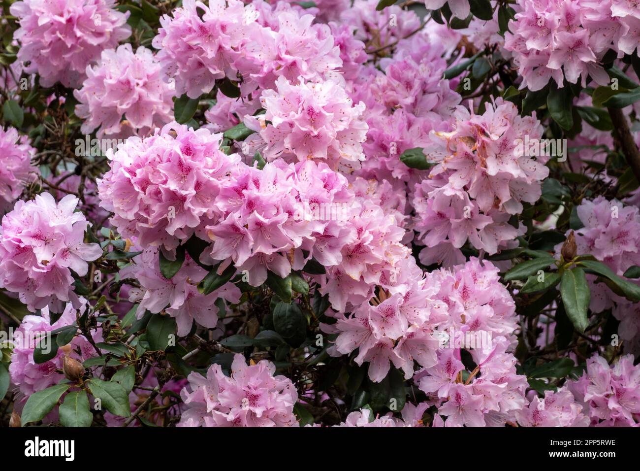 Rhododendron, fiorendo in primavera con grappoli di fiori rosa, Paesi Bassi Foto Stock