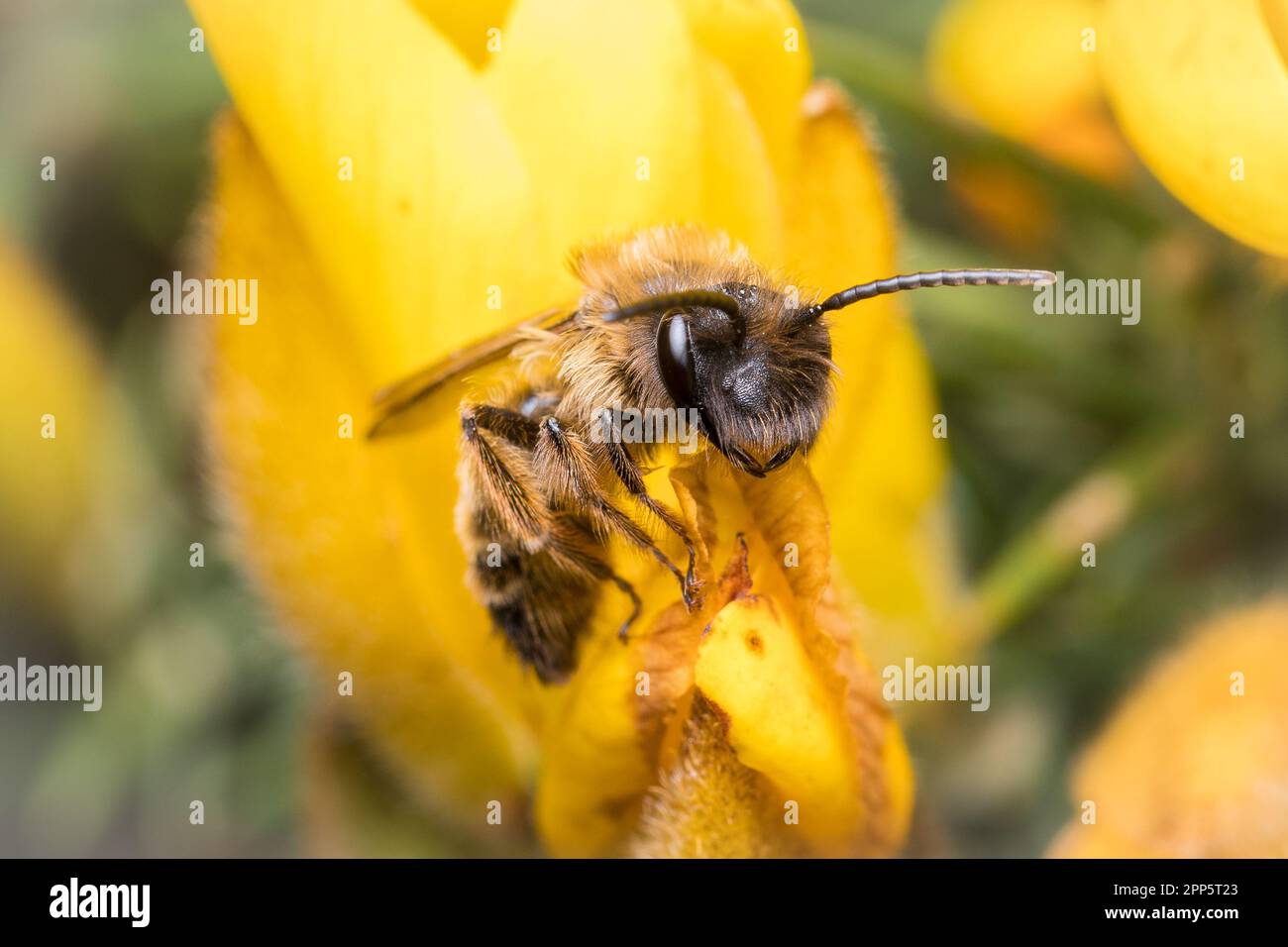 Una prima regina di bumblebee (Bombus pratorum) che riposa ordinatamente al centro di un dente di leone. Tunstall Hills, Sunderland, Regno Unito Foto Stock