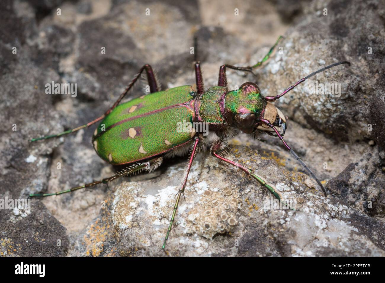 Uno scarabeo di tigre verde (Cicindela campestris) a caccia di preda. Preso a Hawthorn Hive vicino Seaham, contea Durham, Regno Unito Foto Stock